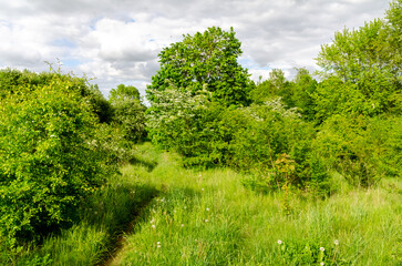 lush green meadow path surrounded by blooming spring trees and bushes. Scenic grassy path winding through lush green meadow with blooming trees under a partly cloudy sky.