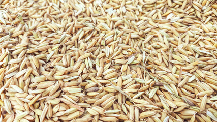 Close up detailed view of paddy rice seeds forming natural textured background. Perfect for agricultural, farming, food production, and grain related themes with space for text or design overlay.