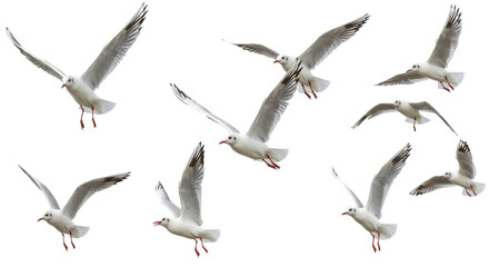 Obraz premium Multiple white gulls in dynamic flight, pristine plumage, subtle black/grey markings, reddish-orange accents, sharp focus against a transparent studio background with negative space. Concept of