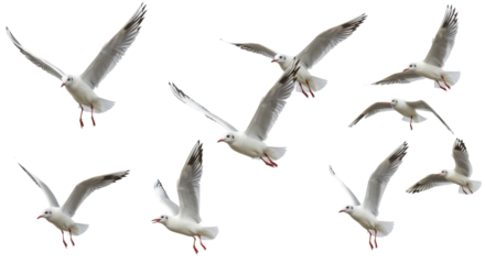Multiple white gulls in dynamic flight, pristine plumage, subtle black/grey markings, reddish-orange accents, sharp focus against a transparent studio background with negative space. Concept of