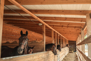 Four horses standing in wooden stalls inside a barn, looking out over the fence, with natural light illuminating the rustic interior