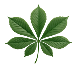 Horse chestnut leaf with palmately compound structure and serrated leaflets