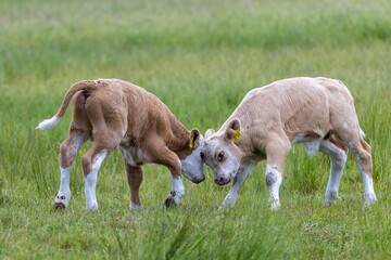 Spielende K&auml;lber