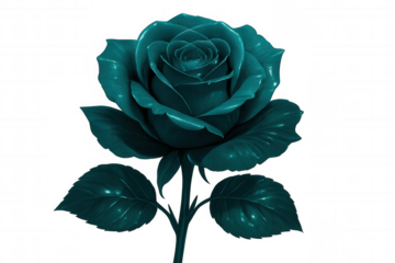 Delicate teal rose blossoming with soft petals, highlighting unique color against pristine transparent backdrop