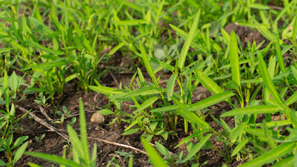 Close Up Of Growing Seedlings In Field