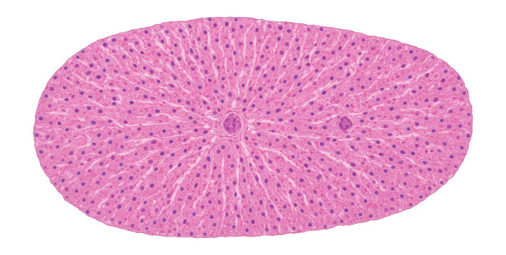 Hematoxylin-eosin stained human liver tissue section with visible hepatocyte nuclei