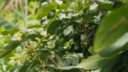 Closeup Lush Green Leaves In Nature