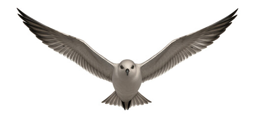 Fototapeta premium Photograph of a migrating bird with elongated wings and streamlined body