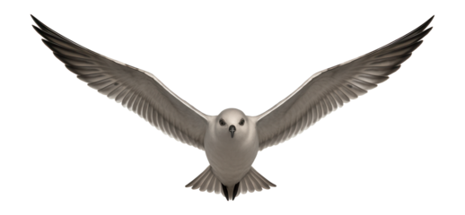 Photograph of a migrating bird with elongated wings and streamlined body