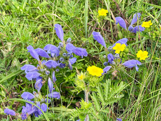 Harkevich's snakehead and Kuril tea (Five-leaf, Lapchatka) "Goldfinger" in Akhlestyshev Bay on Russian Island