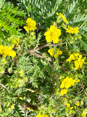 Kuril tea (Five-leaf, Lapchatka) "Goldfinger" in Akhlestyshev Bay on Russian Island. Russia, Vladivostok