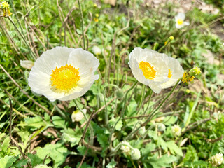 White Amur poppies bloom in Akhlestyshev Bay on Russian Island in Vladivostok in June. Russia