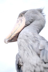 Shoebill Stork Gazing into the Distance