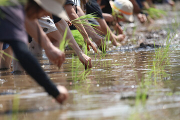 田植えをする様子
