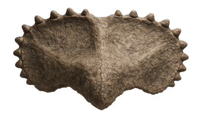 Fototapeta premium Triceratops frill with bony epoccipitals and rough surface texture