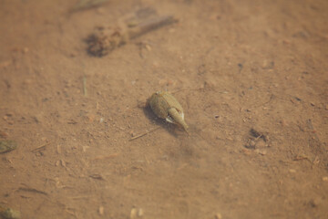 田んぼで泳ぐカブトエビ