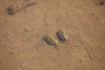 田んぼで泳ぐカブトエビ