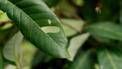 Damaged Green Leaf In A Natural Setting