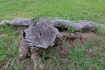 Obraz premium 古びた切り株