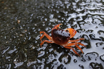 濡れたサワガニ