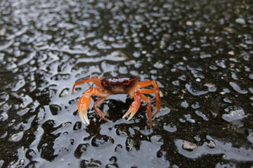 アスファルトとサワガニ