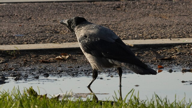 Crow drinking water, close-up photo of crow