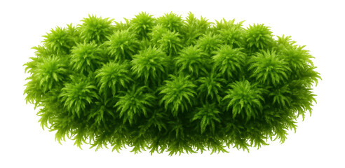 Sphagnum moss with dense, spongy tufts and a bright green hue