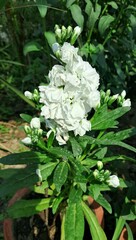 White Hoary stock Flowers on Green Nature Background