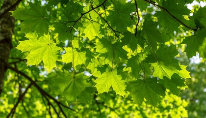 Lush green leaves of a tree