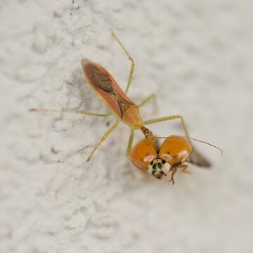 zelus renardii with ladybug