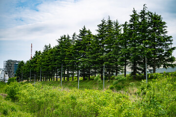 Obraz premium 工場の横に広がる整然と並ぶ防風林、夏の空と緑の風景 / Neatly Aligned Windbreak Forest beside Factory, Summer Sky and Greenery