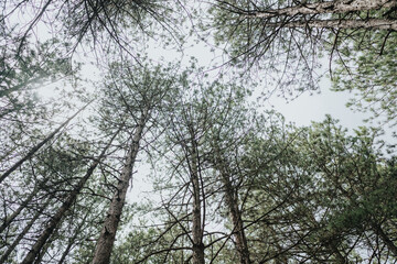 Fototapeta premium An upward view of green pine trees forms a calming forest canopy against the sky. The serene environment inspires tranquility and showcases the natural beauty of these majestic coniferous trees.