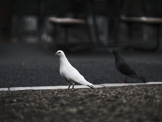 Two Pigeons, One White and One Black, Standing on White Line