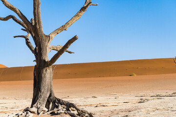 dead tree in the desert