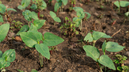 Young Bean Seedlings Growing in Soil