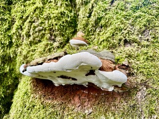 Chaga mushroom (Inonotus obliquus) growing on birch tree trunk, medicinal fungus used in herbal medicine, close-up in natural forest environment.