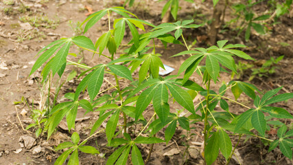 Young Cassava Plants Growing In Soil
