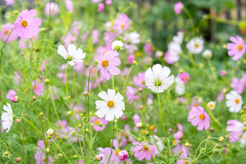 Fototapeta premium Garden scene with blooming pink and white cosmos flowers surrounded by rich greenery