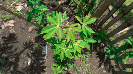 Young Papaya Plant In Garden