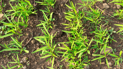 Young Sprout Plants Growing in Soil
