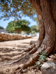 Obraz premium Tree trunk with roots in a sunny outdoor setting.