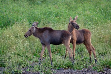 two moose calves in summer in a field standing sideways in the evening closeup.