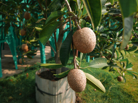 Sapodilla, Manilkara zapota or Buah sawo on tree