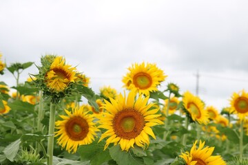Obraz premium ひまわり畑 夏の風景