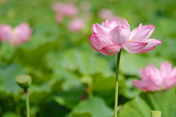 Single Pink Lotus Flower in Full Bloom