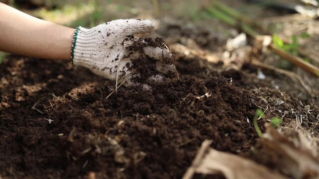 Gloved hand testing and checking the quality of organic compost soil