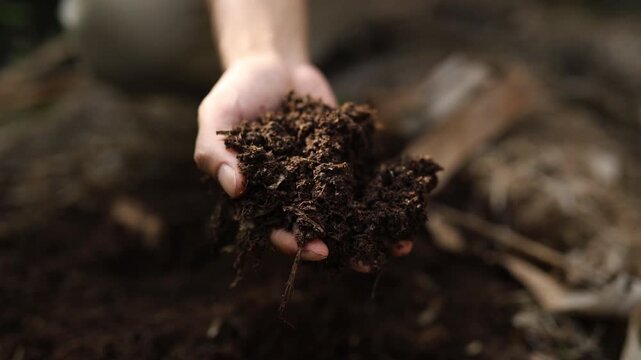 Bare hand showing rich organic fertilizer and natural humus to camera
