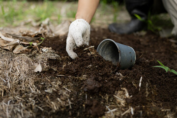 Front view of potting a new plant with organic soil for home garden