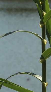Wild cane trunk in a river. Arundo donax