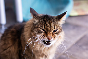 An Angry Cat Displaying a Striking and Intense Expression